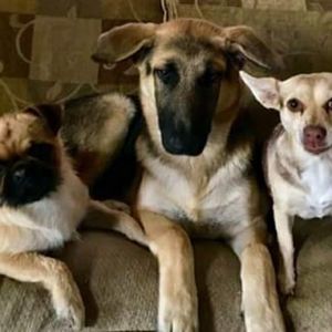 Meet your Posher, Roy